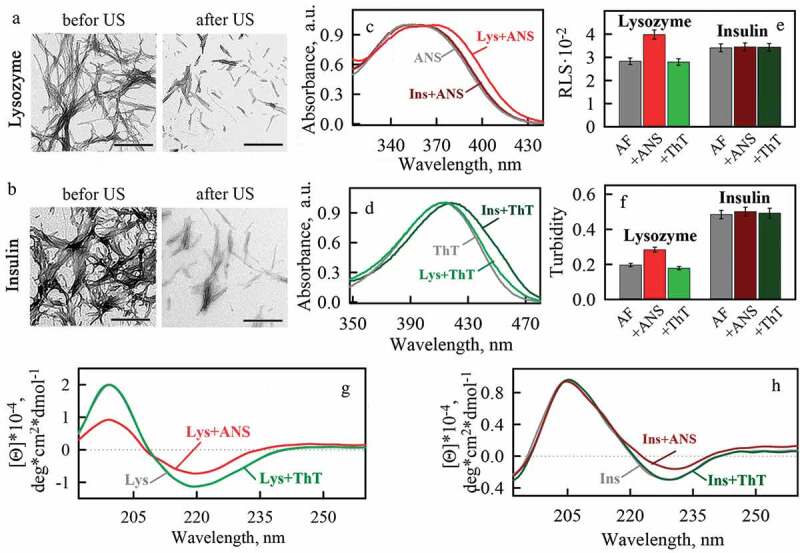 Effect of the fluorescent probes ThT and ANS on the mature amyloid fibrils.