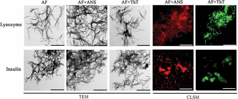 Effect of the fluorescent probes ThT and ANS on the mature amyloid fibrils.