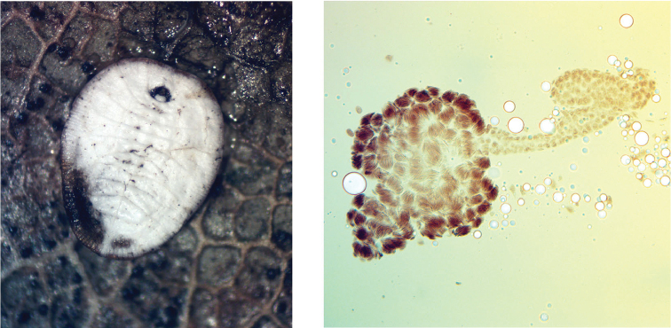 Homologous series by Nikolai Vavilov in the phylogeny of Homoptera.