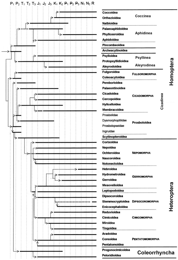 Homologous series by Nikolai Vavilov in the phylogeny of Homoptera.