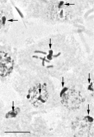 Homologous series by Nikolai Vavilov in the phylogeny of Homoptera.