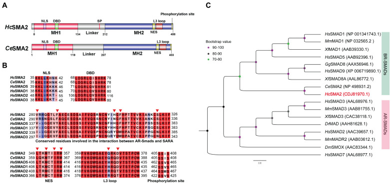 A novel BR-SMAD is required for larval development in barber's pole worm <i>Haemonchus contortus</i>.