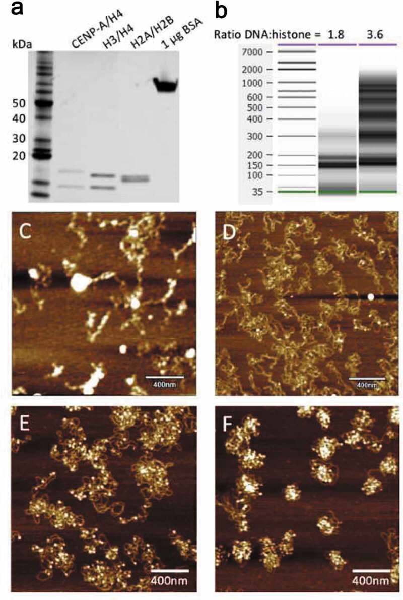 Mechanical properties of nucleoprotein complexes determined by nanoindentation spectroscopy.