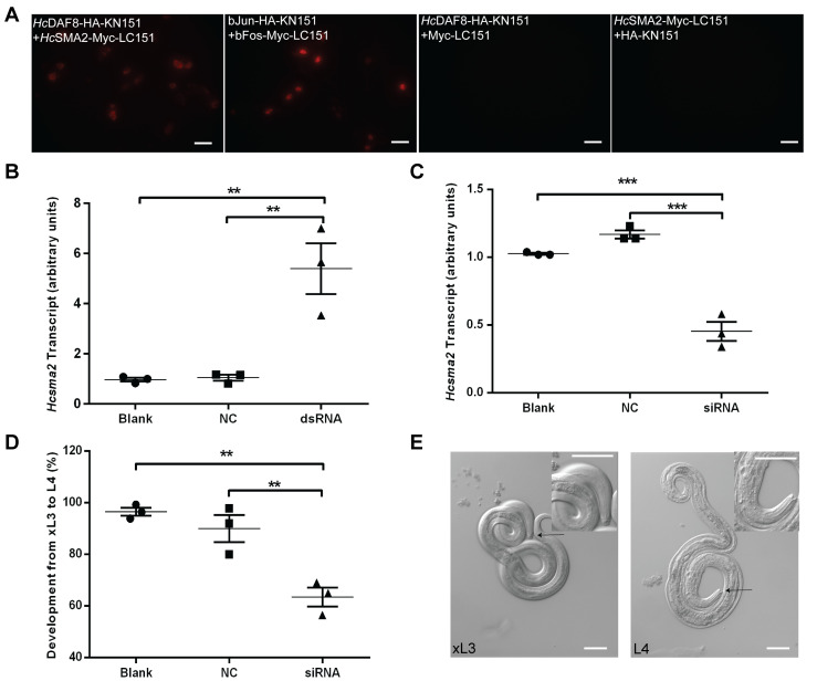 A novel BR-SMAD is required for larval development in barber's pole worm <i>Haemonchus contortus</i>.