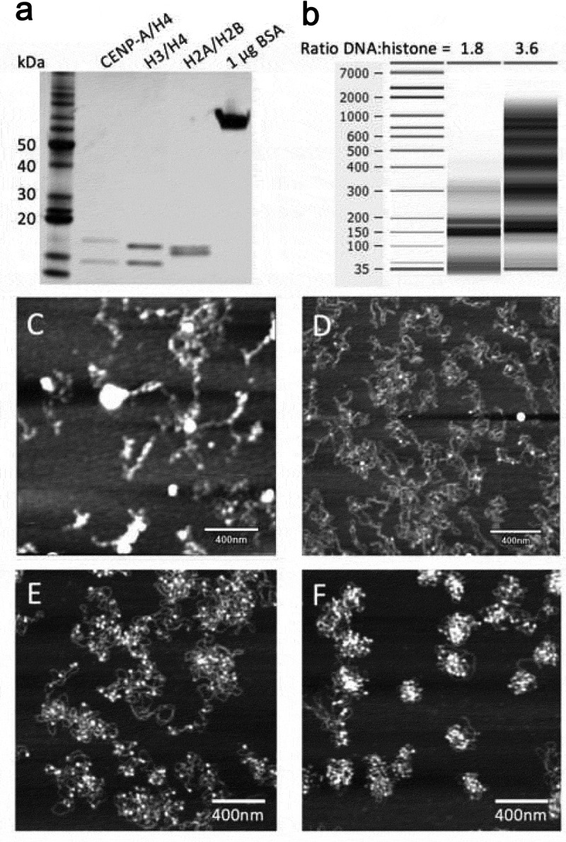 Mechanical properties of nucleoprotein complexes determined by nanoindentation spectroscopy.