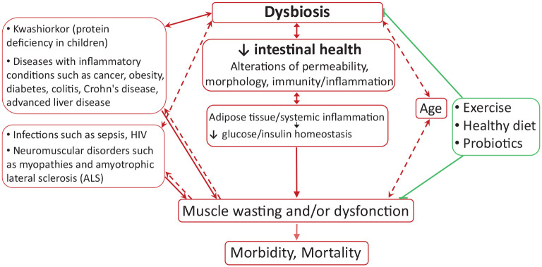 Interactions between gut microbiota and skeletal muscle.