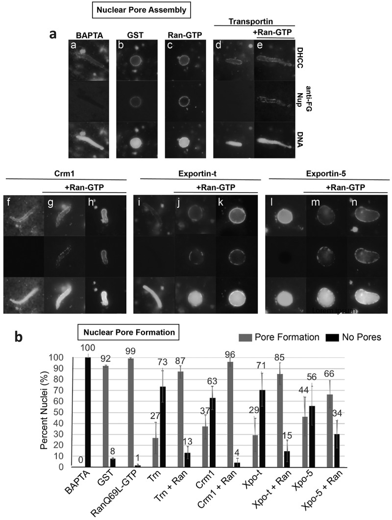 Exportins can inhibit major mitotic assembly events <i>in vitro</i>: membrane fusion, nuclear pore formation, and spindle assembly.