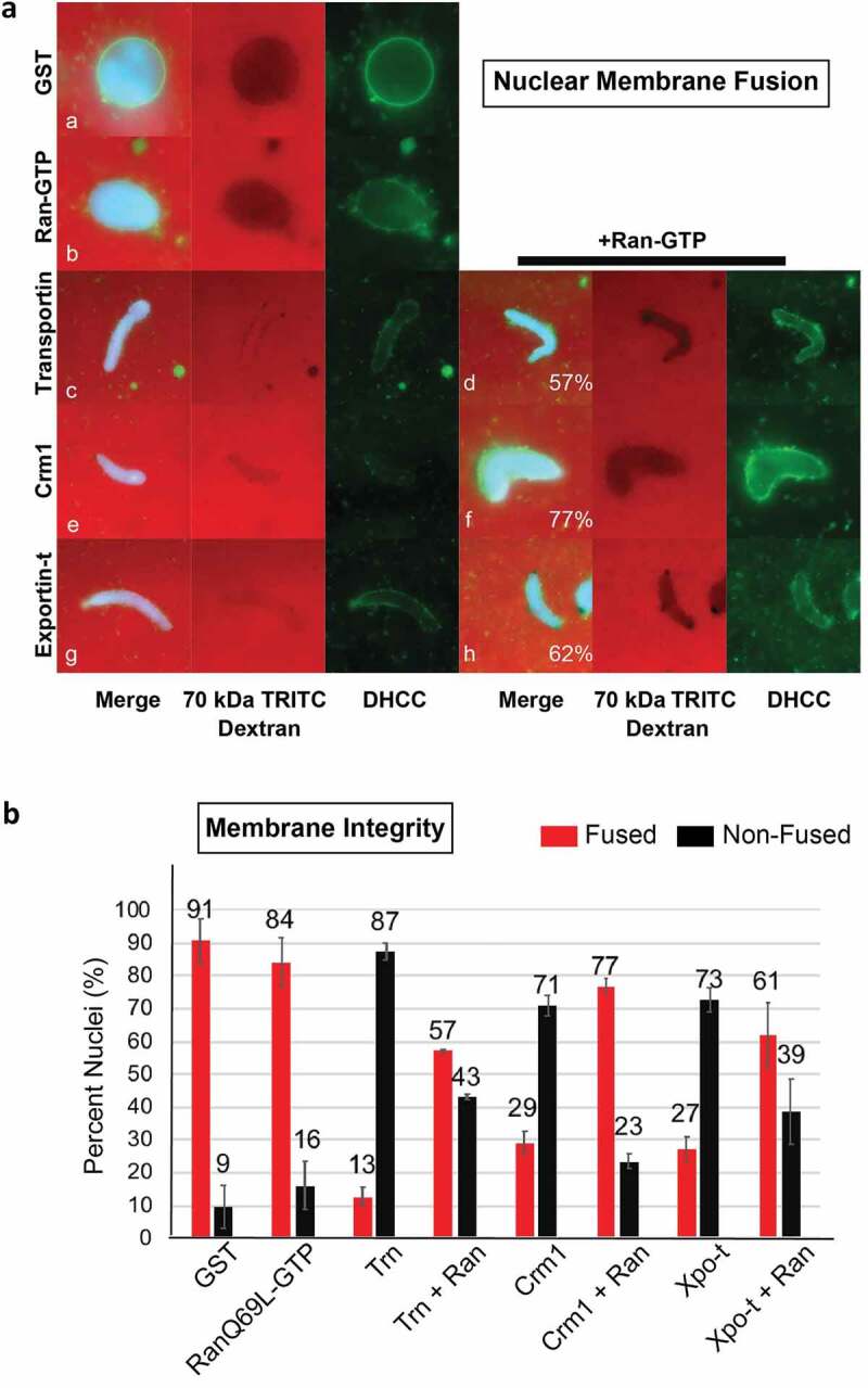 Exportins can inhibit major mitotic assembly events <i>in vitro</i>: membrane fusion, nuclear pore formation, and spindle assembly.