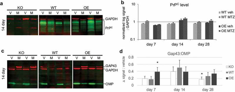 The cellular prion protein promotes neuronal regeneration after acute nasotoxic injury.