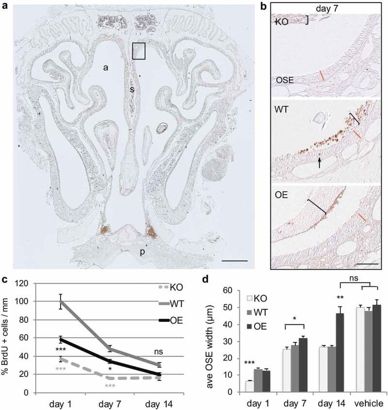 The cellular prion protein promotes neuronal regeneration after acute nasotoxic injury.