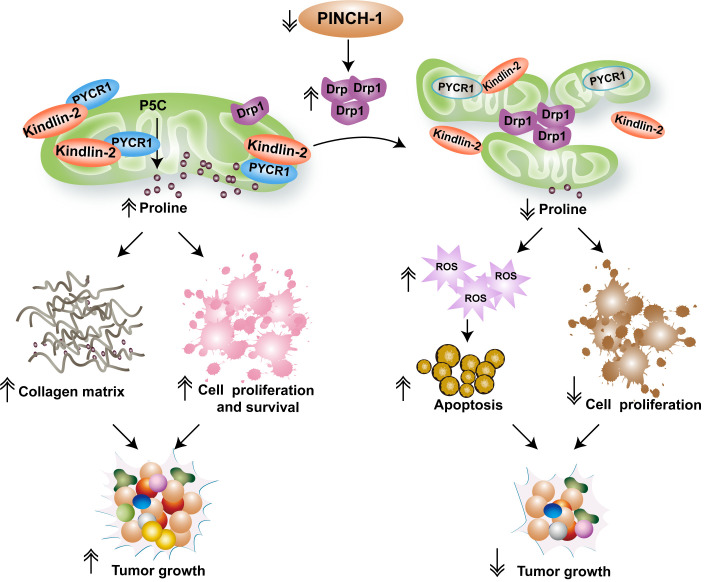 Mitochondrial dynamics links PINCH-1 signaling to proline metabolic reprogramming and tumor growth.