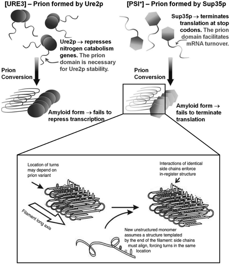 Prion domains as a driving force for the assembly of functional nanomaterials.