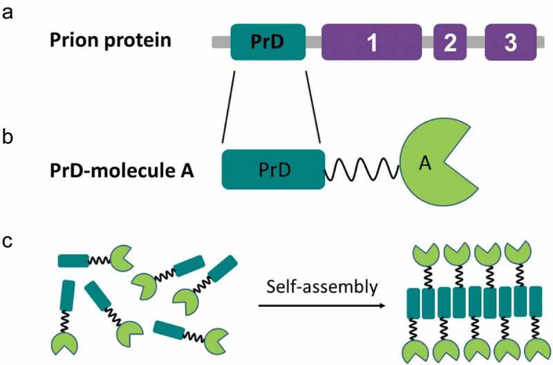 Prion domains as a driving force for the assembly of functional nanomaterials.