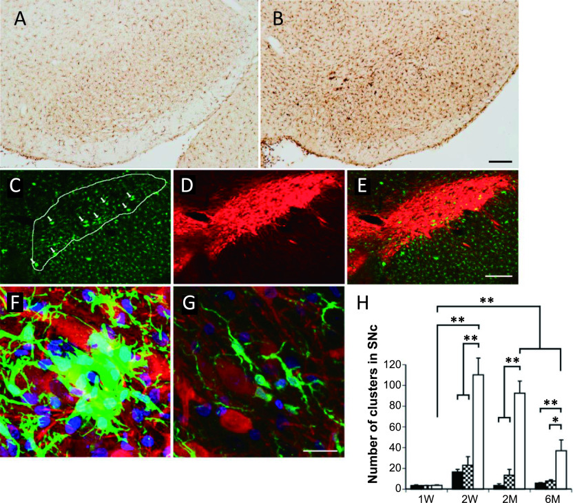 Minocycline Alleviates Cluster Formation of Activated Microglia and Age-dependent Dopaminergic Cell Death in the Substantia Nigra of Zitter Mutant Rat.