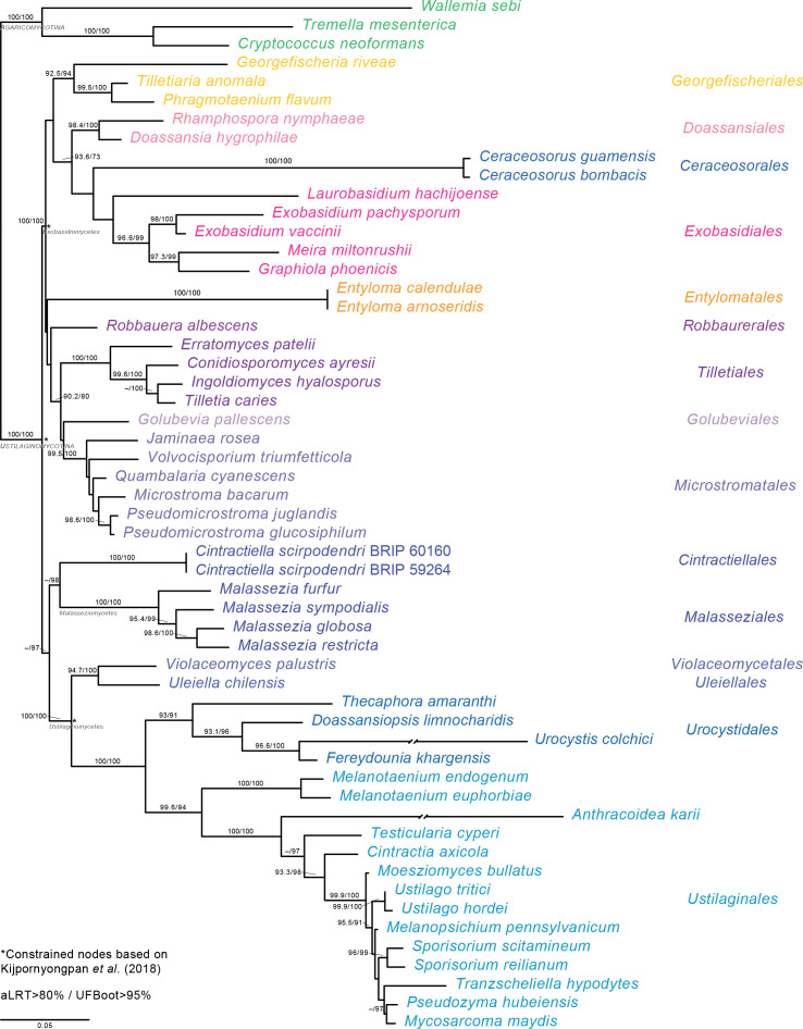 The PhyloCode applied to <i>Cintractiellales</i>, a new order of smut fungi with unresolved phylogenetic relationships in the <i>Ustilaginomycotina</i>.