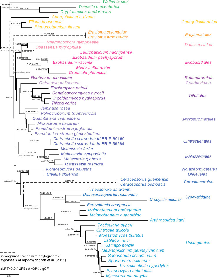 The PhyloCode applied to <i>Cintractiellales</i>, a new order of smut fungi with unresolved phylogenetic relationships in the <i>Ustilaginomycotina</i>.