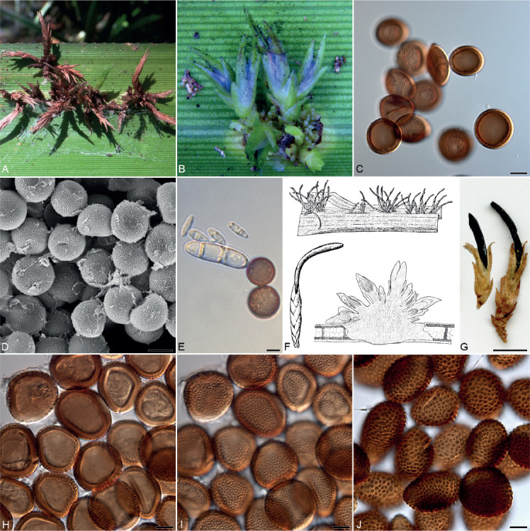 The PhyloCode applied to <i>Cintractiellales</i>, a new order of smut fungi with unresolved phylogenetic relationships in the <i>Ustilaginomycotina</i>.