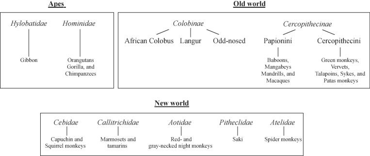 Non-human primates and Leishmania immunity