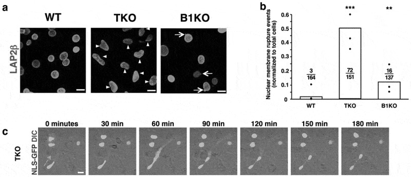 Nuclear membrane ruptures, cell death, and tissue damage in the setting of nuclear lamin deficiencies.