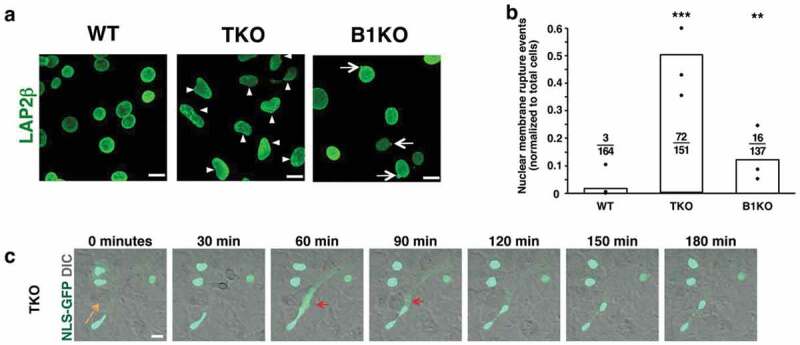 Nuclear membrane ruptures, cell death, and tissue damage in the setting of nuclear lamin deficiencies.