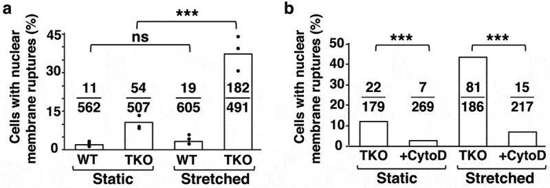 Nuclear membrane ruptures, cell death, and tissue damage in the setting of nuclear lamin deficiencies.