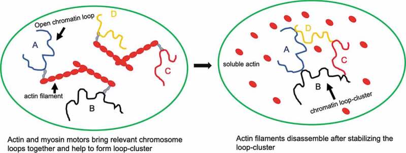 Nuclear filaments: role in chromosomal positioning and gene expression.