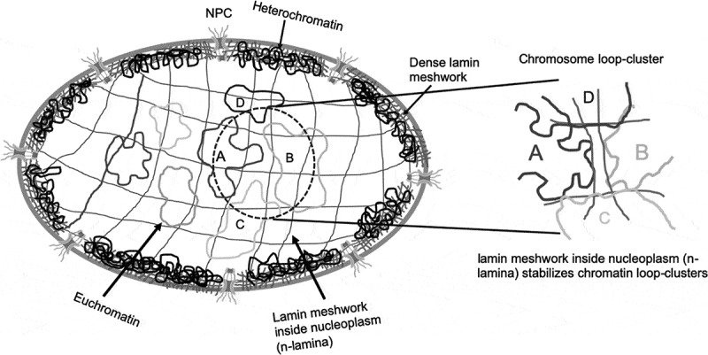 Nuclear filaments: role in chromosomal positioning and gene expression.