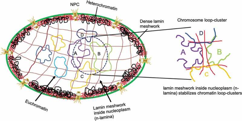 Nuclear filaments: role in chromosomal positioning and gene expression.