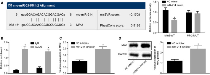 Disruption of microRNA-214 during general anaesthesia prevents brain injury and maintains mitochondrial fusion by promoting Mfn2 interaction with Pkm2.