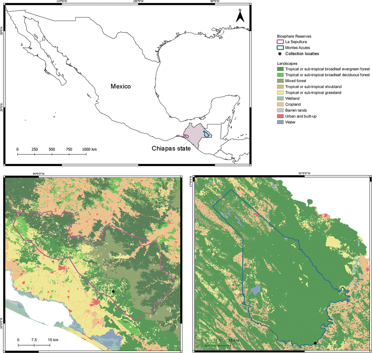 Detection of cryptic diversity in lizards (Squamata) from two Biosphere Reserves in Mesoamerica.