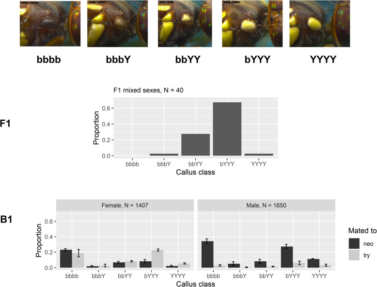 Separating two tightly linked species-defining phenotypes in Bactrocera with hybrid recombinant analysis.