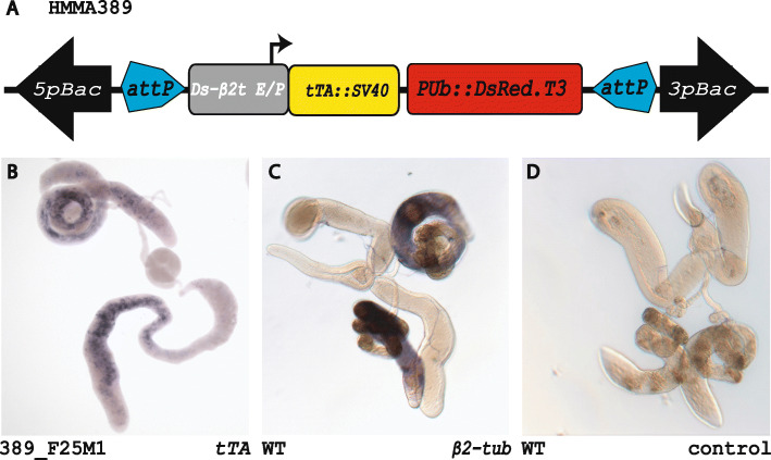 Improvement on the genetic engineering of an invasive agricultural pest insect, the cherry vinegar fly, Drosophila suzukii.