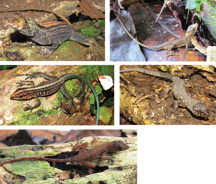 Detection of cryptic diversity in lizards (Squamata) from two Biosphere Reserves in Mesoamerica.