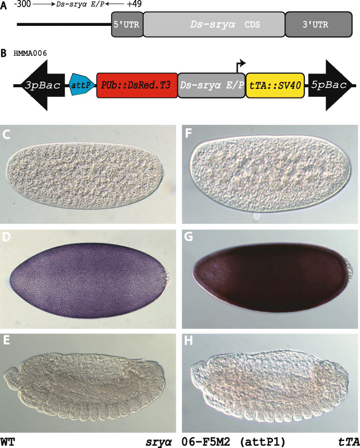 Improvement on the genetic engineering of an invasive agricultural pest insect, the cherry vinegar fly, Drosophila suzukii.