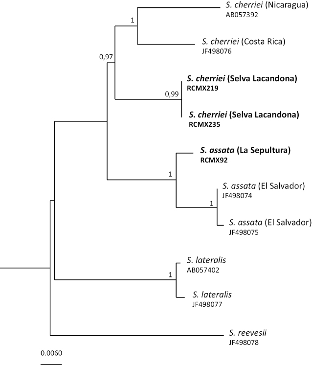 Detection of cryptic diversity in lizards (Squamata) from two Biosphere Reserves in Mesoamerica.