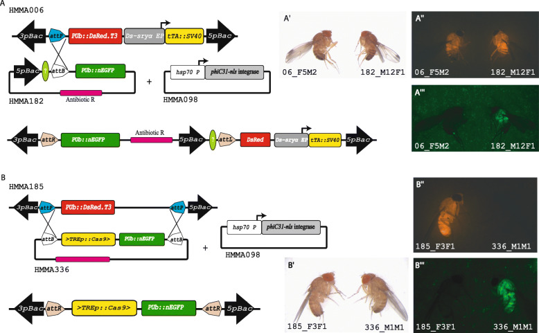 Improvement on the genetic engineering of an invasive agricultural pest insect, the cherry vinegar fly, Drosophila suzukii.