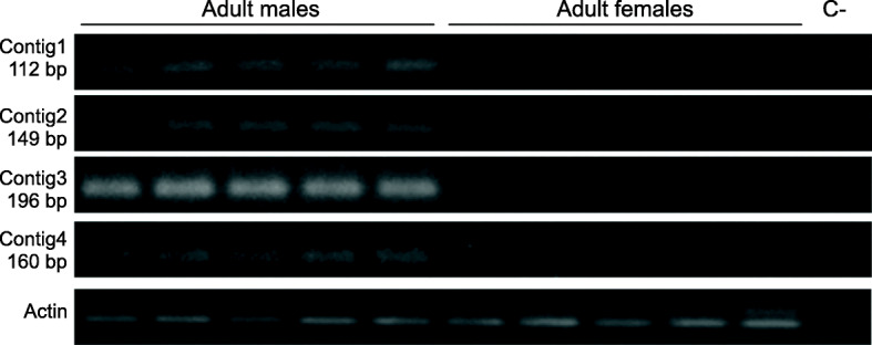 Transcribed sex-specific markers on the Y chromosome of the oriental fruit fly, Bactrocera dorsalis.