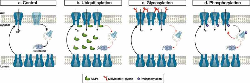 T-type channels in neuropathic pain - Villain or victim?