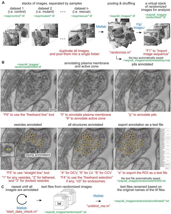 SynapsEM: Computer-Assisted Synapse Morphometry.