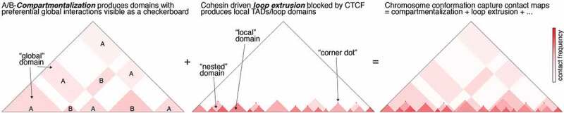 CTCF as a boundary factor for cohesin-mediated loop extrusion: evidence for a multi-step mechanism.