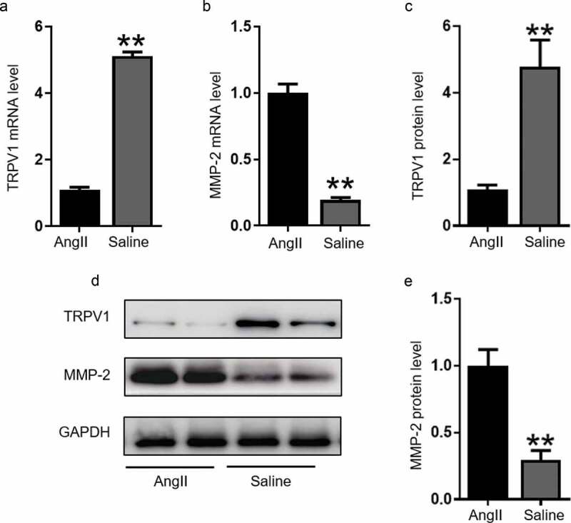 TRPV1 inhibits smooth muscle cell phenotype switching in a mouse model of abdominal aortic aneurysm.