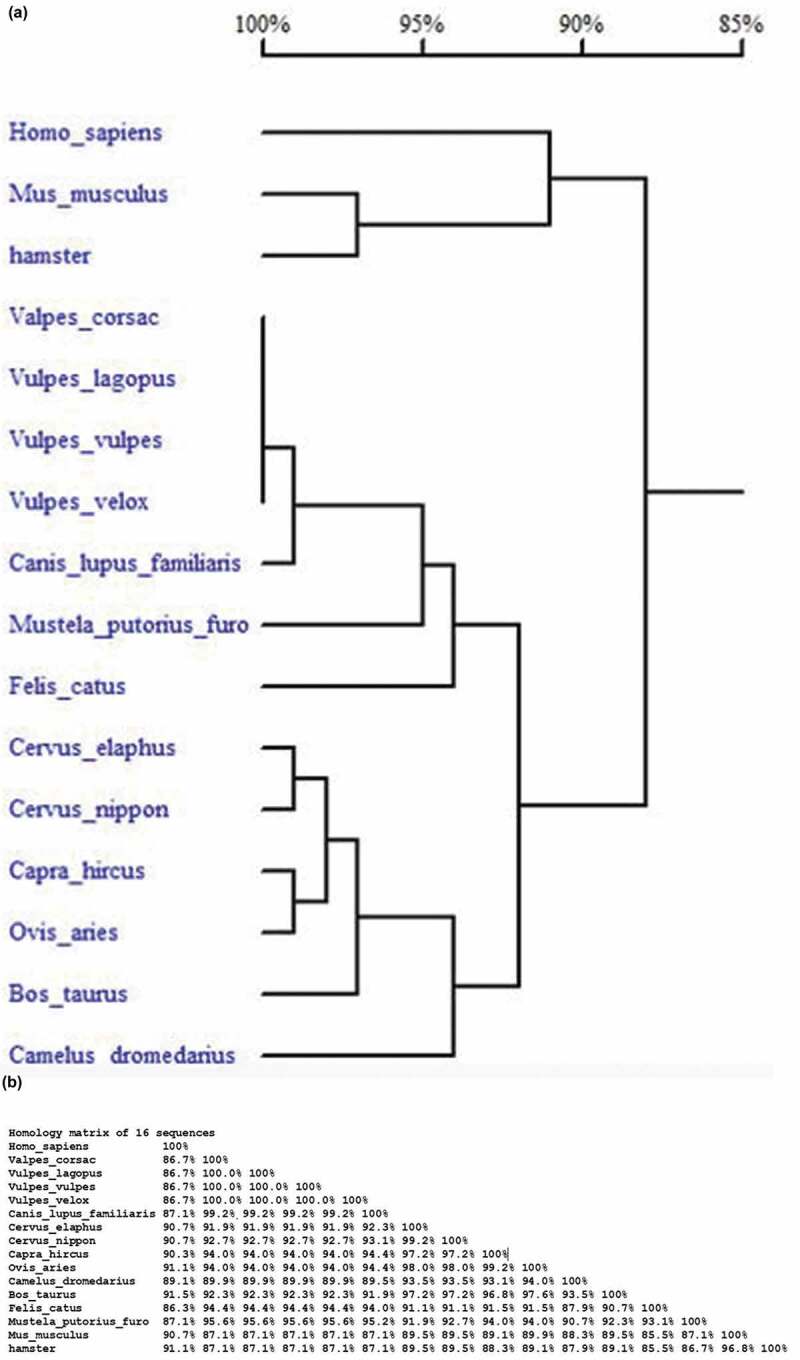 Cloning and analysis of <i>PRNP</i> gene of <i>Vulpes corsac</i> in Qinghai plateau, China.