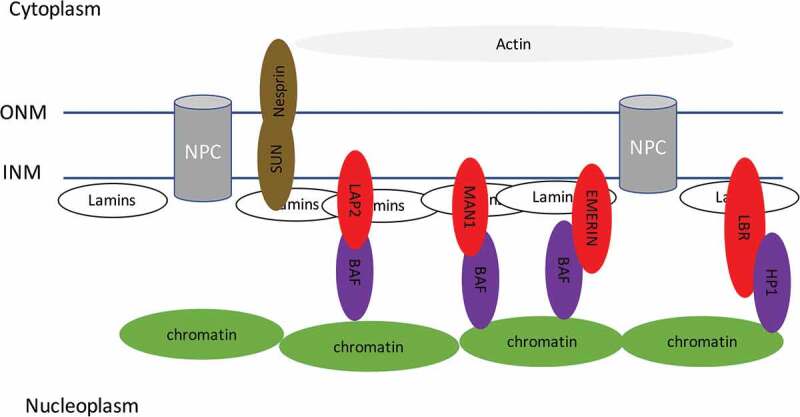 Interplay of the nuclear envelope with chromatin in physiology and pathology.