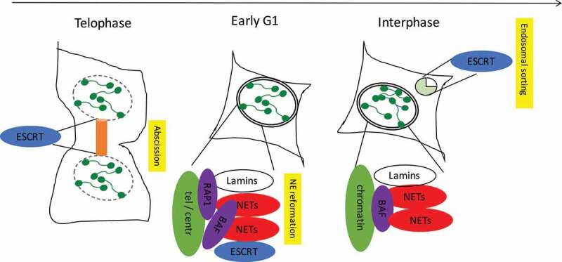 Interplay of the nuclear envelope with chromatin in physiology and pathology.