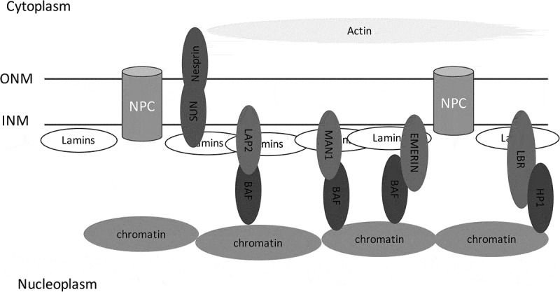 Interplay of the nuclear envelope with chromatin in physiology and pathology.