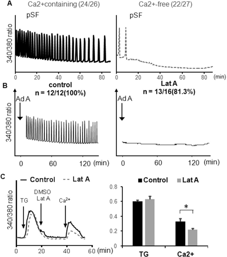 Voltage Dependent N Type Calcium Channel in Mouse Egg Fertilization.