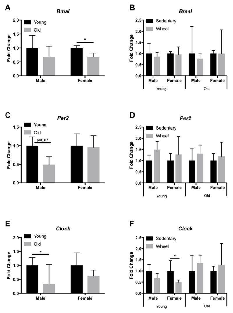 The Peripheral Circadian Clock and Exercise: Lessons from Young and Old Mice.