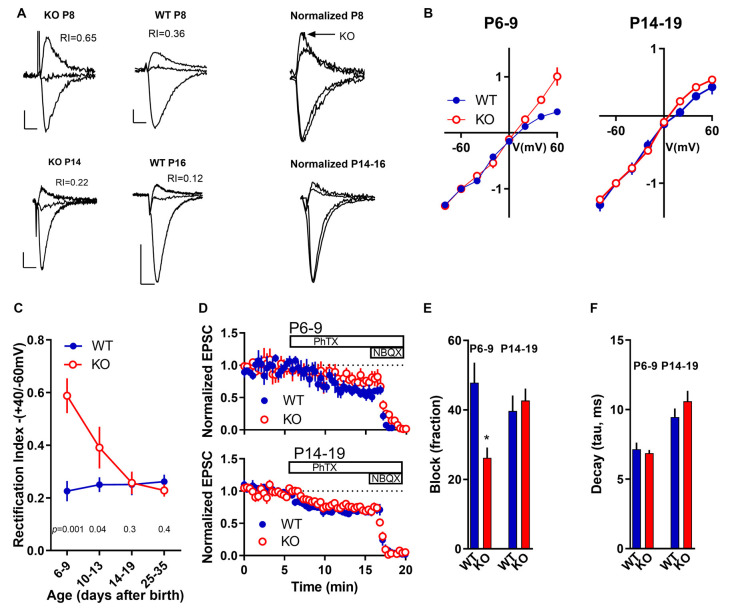 Transient Enhanced GluA2 Expression in Young Hippocampal Neurons of a Fragile X Mouse Model.