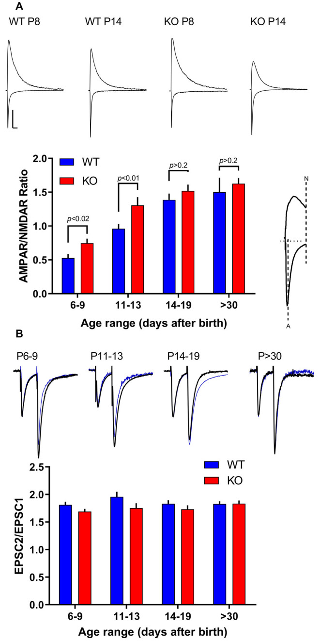 Transient Enhanced GluA2 Expression in Young Hippocampal Neurons of a Fragile X Mouse Model.