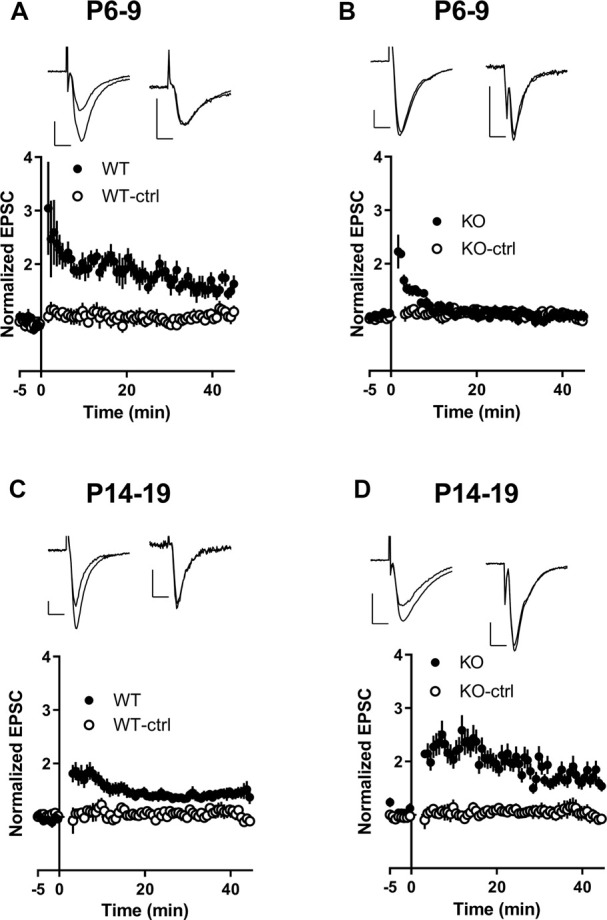 Transient Enhanced GluA2 Expression in Young Hippocampal Neurons of a Fragile X Mouse Model.